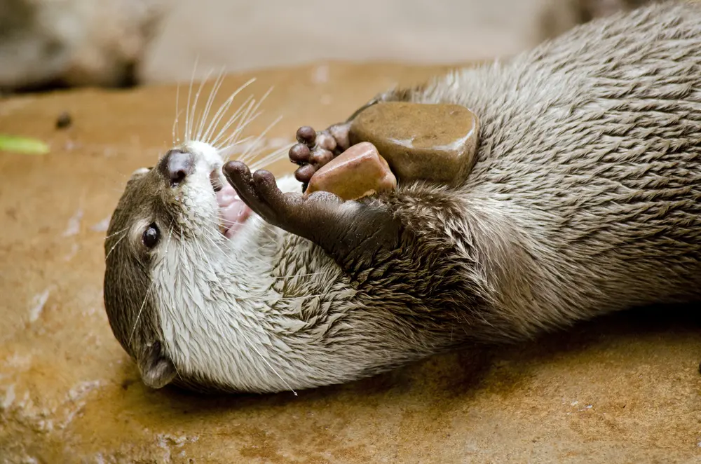 Wydry i ciekawostki, które Cię zaskoczą!