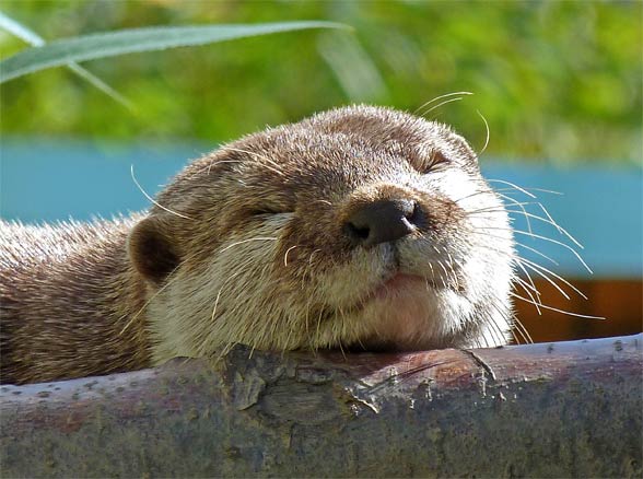 Wydr świat – tajemnice życia tych niezwykłych ssaków!🦦